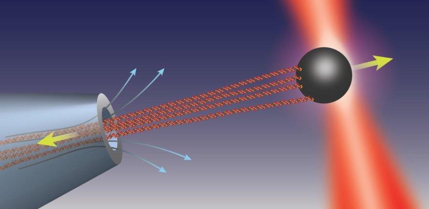 Force on DNA Force on DNA